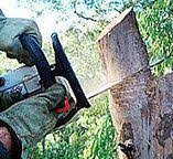 Best Firewood Processing and Delivery  in Monterey Park, CA