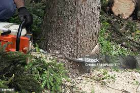 Lawn Pest Prevention in Monterey Park, CA