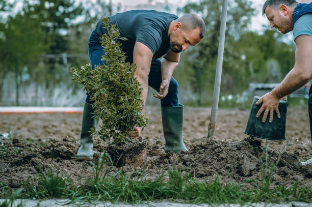Best Tree Maintenance Programs  in Monterey Park, CA