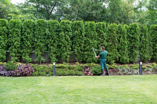 Best Organic Lawn Care Solutions  in Monterey Park, CA