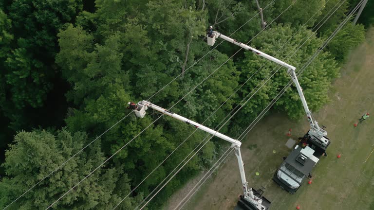 Best Commercial Tree Services  in Monterey Park, CA