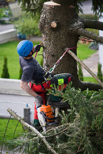 Best Tree Disease Treatment  in Monterey Park, CA