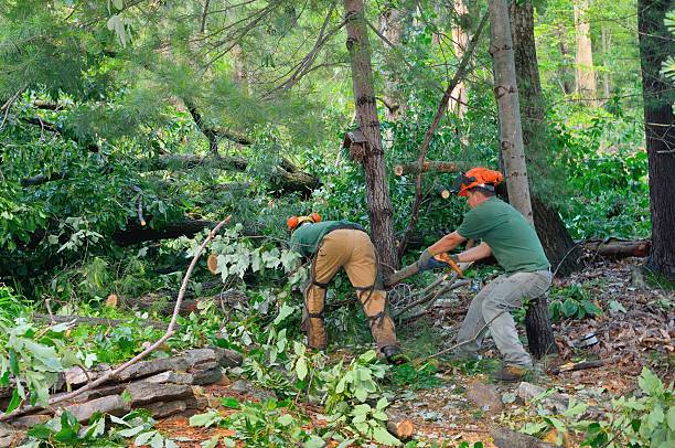 Best Tree Health Inspection  in Monterey Park, CA