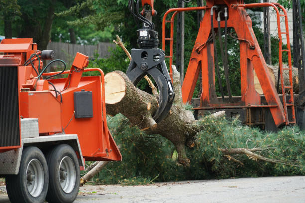  Monterey Park, CA Tree Services Pros