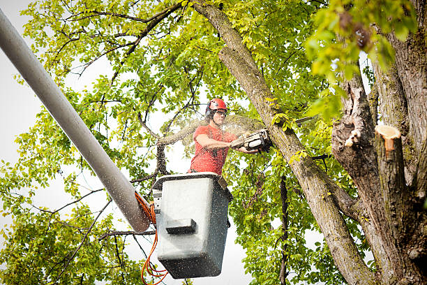 Best Storm Damage Tree Cleanup  in Monterey Park, CA